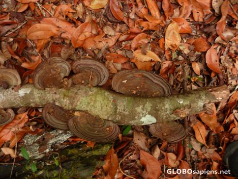 Postcard Magnificent Fungus