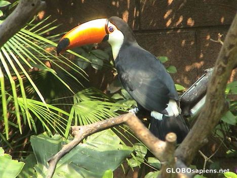 Postcard Toucan