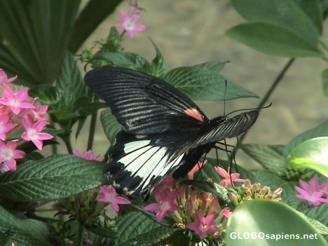 Postcard Fly my Butterfly