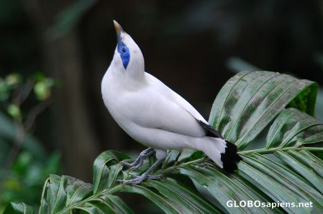 Postcard Bali Mynah Bird