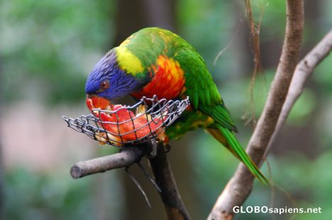 Postcard Hong Kong Aviary 02