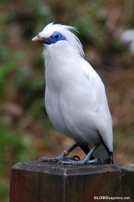 Postcard Bali Mynah 02