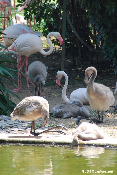 Postcard Flamingoes in Kowloon Park 01