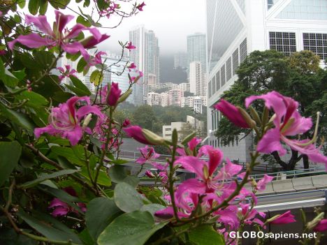 Postcard Victoria Peak and bauhinia flowers