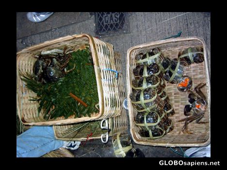 Postcard Crab's waiting for their deadly wrap up!