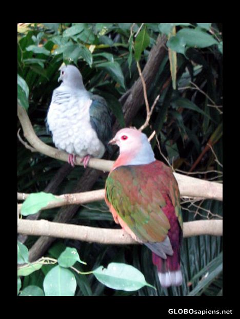 Postcard Some of Hong Kong Park's inhabitants