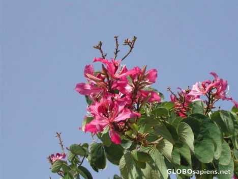 Postcard January bloom in Hong Kong