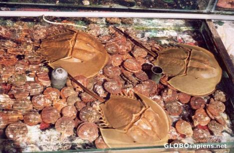 Postcard Seafood in tank