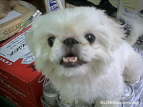 Postcard Dog at street stall