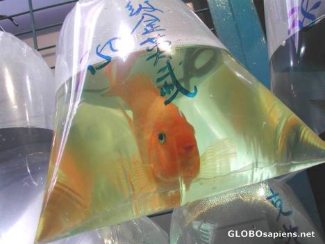 Postcard Goldfish for sale