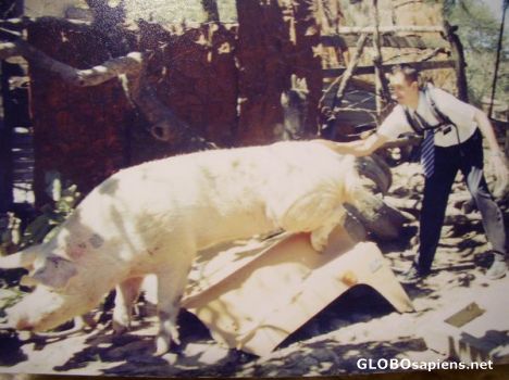 Postcard The biggest pig ever!