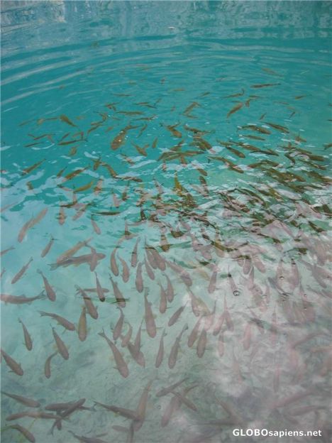 Postcard Blue Water and Fishes