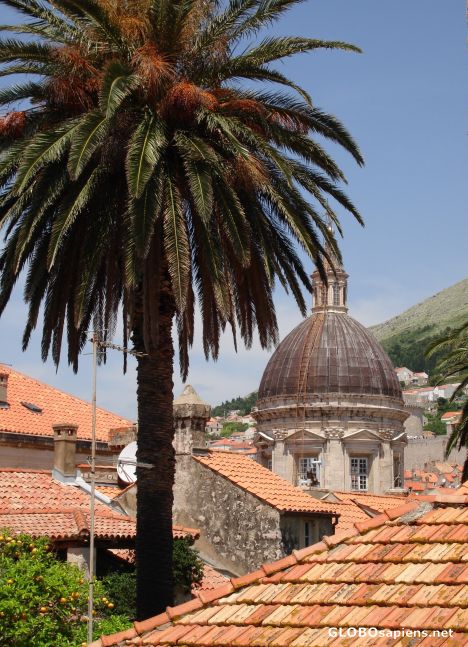 Postcard Palms and roofs