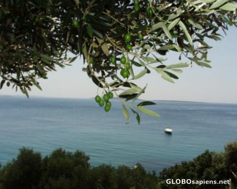 Postcard Oliva