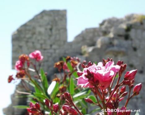 Postcard Oleander