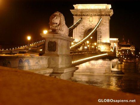 Postcard Does the lion sleep tonight?