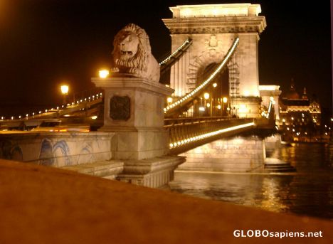 Postcard Does the lion sleep tonight?