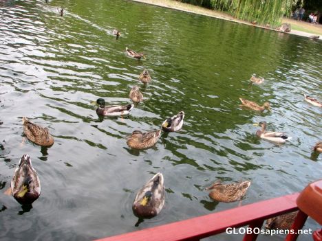 Postcard Varosliget - The Ducks at Robinson's