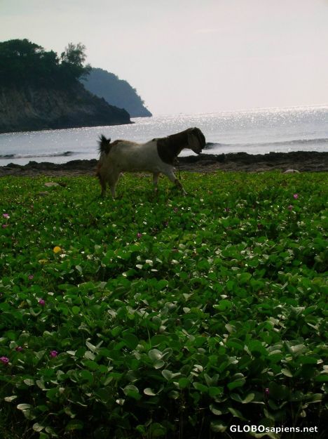 Postcard Lampuuk beach