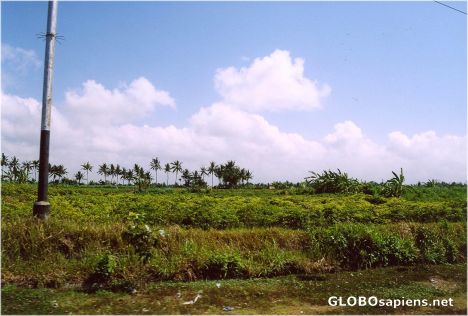 Postcard Balinese countryside