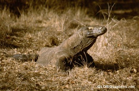 Postcard Dragon from Komodo