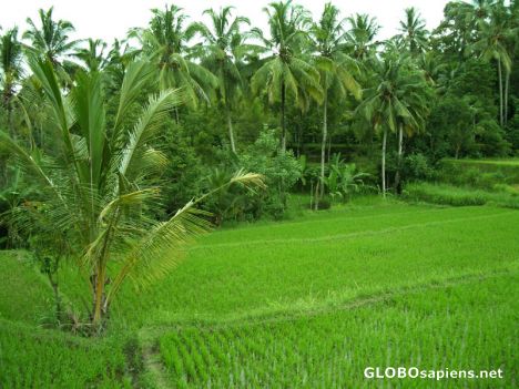 Postcard rice field