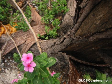 Postcard flower pulau laki