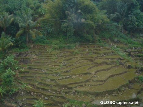 Postcard hill paddy field