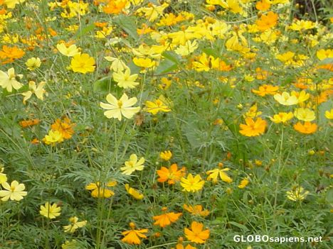 Postcard Beautiful wild flowers on the island