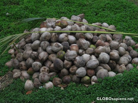 Postcard Coconuts