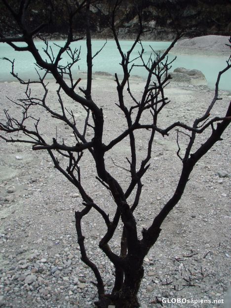Postcard tree's branches