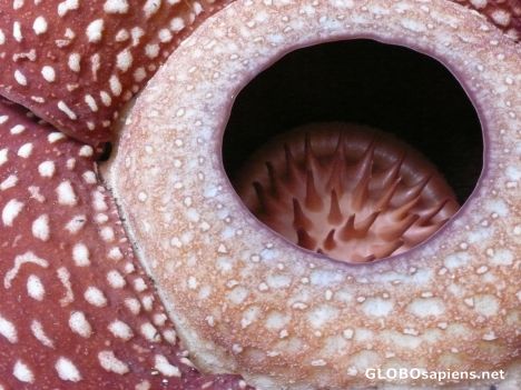 Postcard Rafflesia flower