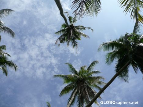 Postcard palm trees