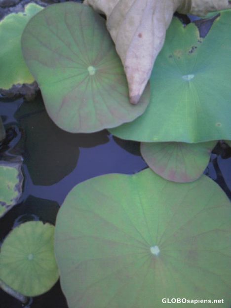 Leaves