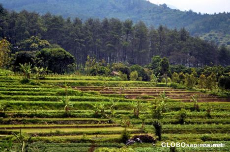 Postcard Green...