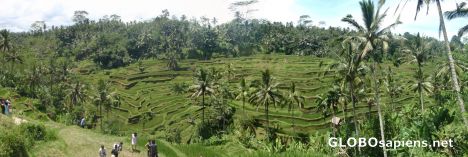 Postcard rice hill