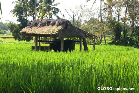 Postcard Rice paddy