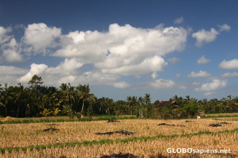 Postcard Harvested rice