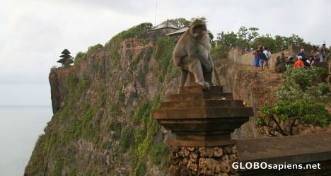 Postcard naughty monkey perched at the edge