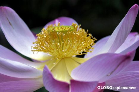 Postcard Lotus