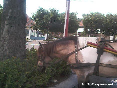 hungry horse