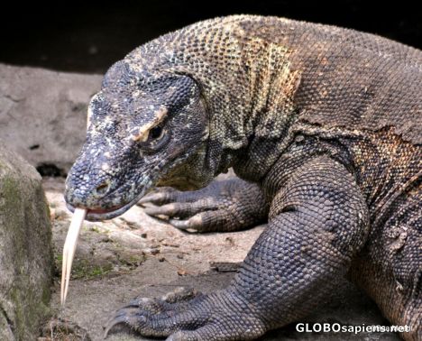 Postcard Komodo Dragon