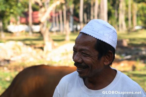 Postcard Cattle owner