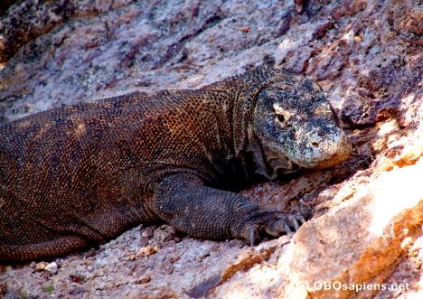 Postcard Komodo Dragon Resting