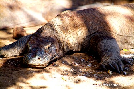 Postcard Komodo Dragon Relaxing