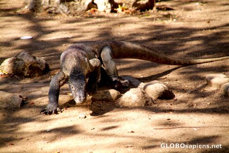 Postcard Komodo Dragon Walking