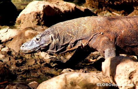 Postcard Komodo Dragon Crossing the Stream