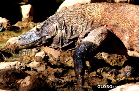 Postcard Komodo Dragon Still Crossing