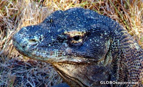Postcard Komodo Dragon Watching