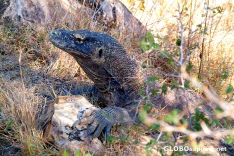 Postcard Komodo Dragon Listening